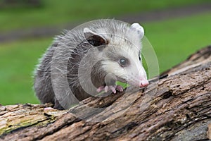 Opossum Joey Didelphimorphia Alone on Log Turns Right Summer