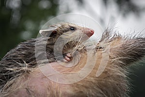 Opossum Joey Didelphimorphia Clings to Mothers Tail
