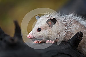 Opossum Joey Didelphimorphia Close Up on Log Autumn