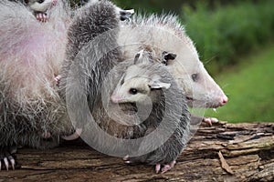 Opossum Joey Didelphimorphia Curls Up Next to Mother