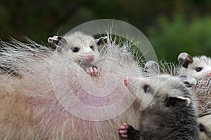 Opossum Joey Didelphimorphia Peeks Over Mothers Back Summer