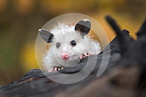 Opossum Joey Didelphimorphia Peers Over Log