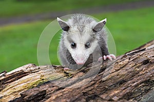 Opossum Joey Didelphimorphia Stares Straight Out From Atop Log Summer