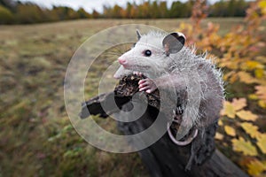Opossum Joeys Didelphimorphia Cling to End of Log