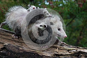 Opossum Joeys Didelphimorphia Cling to Mother