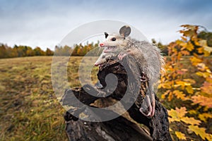 Opossum Joeys Didelphimorphia Open Mouth at End of Log Autumn