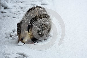 Opossum Looking in Snow for Food