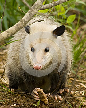 Opossum or Possum Eye to Eye