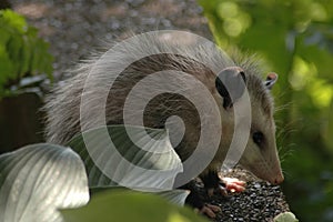 Opossum profile