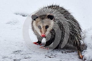 Opossum Resting in the Snow