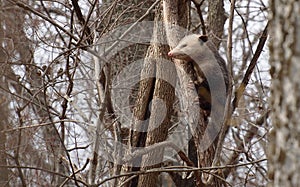 Opossum rodent on a tree branch