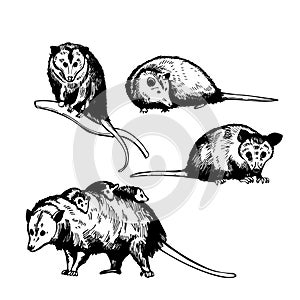 Opossum.  Sketch  illustration
