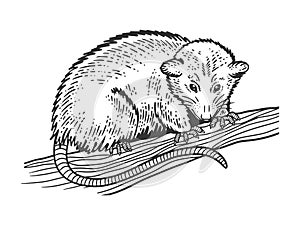 Opossum sketch vector illustration