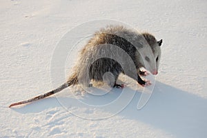 Opossum in the Snow