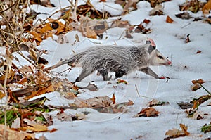 Opossum in snow covered winter field