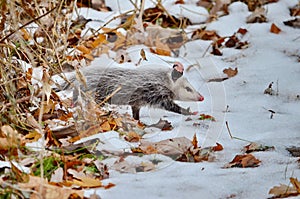 Opossum in snow covered winter field