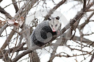 Opossum in a tree