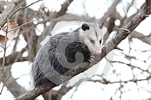 Opossum in a tree