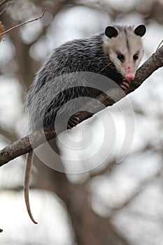 Opossum in a tree