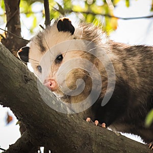 Opossum on a tree branch