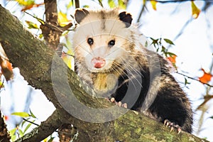 Opossum on a tree branch