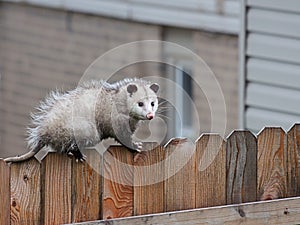 Opossum Walks Across a Fence