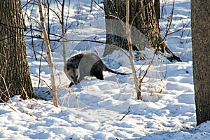 Opossum in the woods in winter in the snow