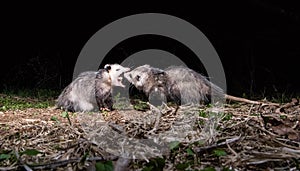 Opossums at Night