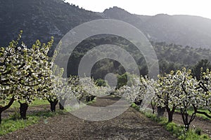 Oppede-le-vieux blooming fruit tree orchard