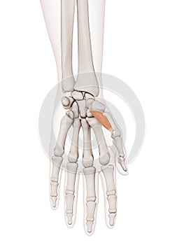 The opponens pollicis