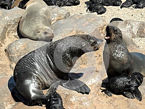 Opponents - two adult seals with their offspring on the beach near to Cape Cross in Namibia