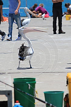 Opportunistic Australian Pelican on a jetty photo
