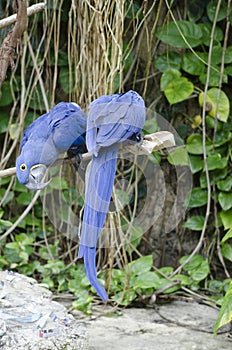 Opposite macaws