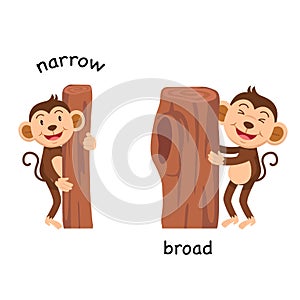 Opposite narrow and broad