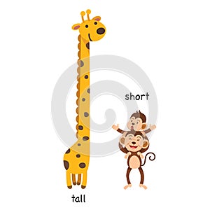 Opposite tall and short