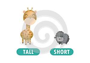 Opposite tall and short, Words antonym for children with cartoon characters cute little sheep with giraffe, funny animal Flat