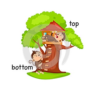 Opposite words bottom and top vector photo
