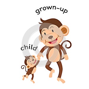 Opposite words child and grown up vector photo