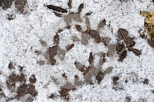 Opposum Tracks