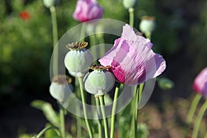 Opqium Poppy