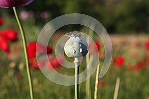 Opqium Poppy