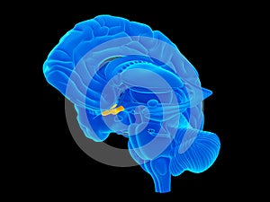 The optic chiasm