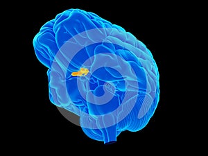 The optic chiasm