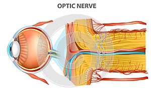 The Optic Nerve.