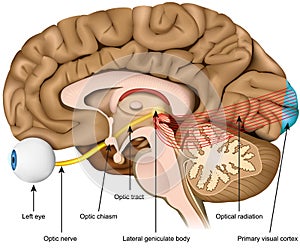 Optic nerve and optic tract medical vector illustration isolated on white background