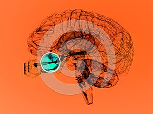 Optic nerve, section of the brain seen from the side. Nerve injury. Poor eyesight. Optic neuritis