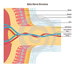 Optic nerve structure. Bundle of nerve fibers that transmit visual information photo