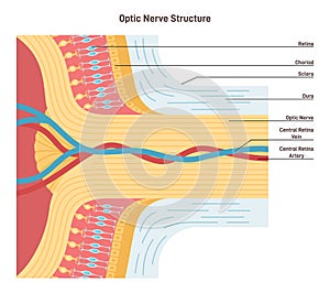 Optic nerve structure. Bundle of nerve fibers that transmit visual information