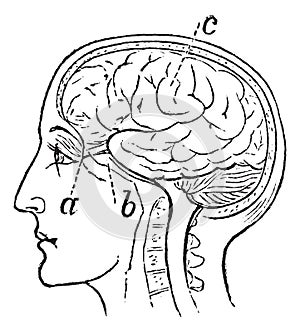 Optic Nerve, vintage engraved illustration