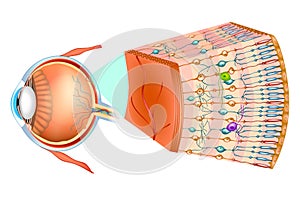 Optic part of retina.